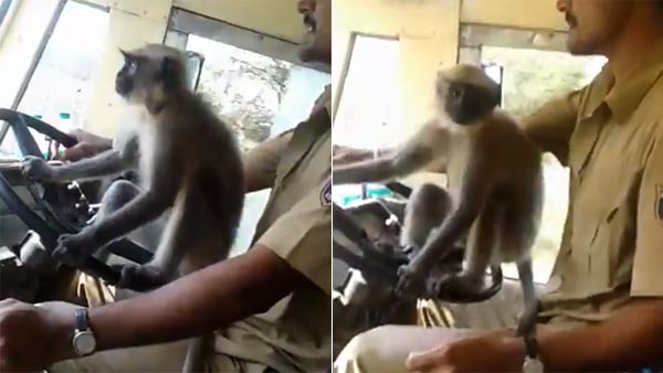 ಮಂಗನ ಕೈಗೆ ಸ್ಟೀರಿಂಗ್ ಕೊಟ್ಟು ಕೆಲಸ ಕಳ್ಕೊಂಡ ಡ್ರೈವರ್