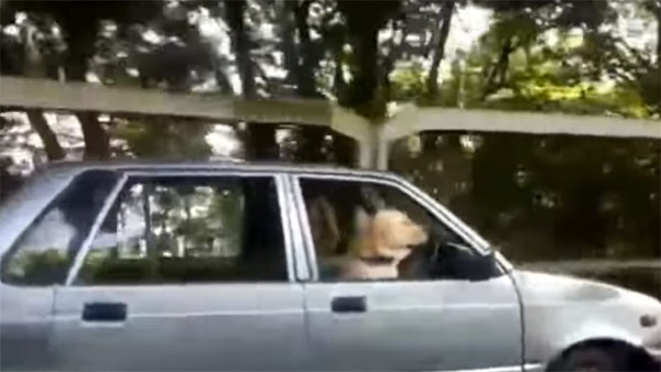 ಕಾರು ಚಾಲನೆಯಲ್ಲಿ ಈ ನಾಯಿ ಸಿಕ್ಕಾಪಟ್ಟೆ ಫೇಮಸ್- ಆದ್ರೆ ಅಸಲಿ ಕಾರಣ ಕೇಳಿದ್ರೆ?