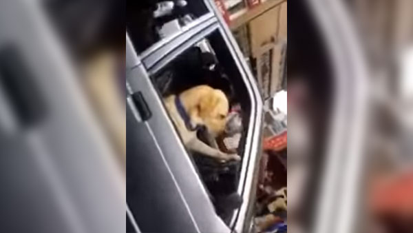 ಕಾರು ಚಾಲನೆಯಲ್ಲಿ ಈ ನಾಯಿ ಸಿಕ್ಕಾಪಟ್ಟೆ ಫೇಮಸ್- ಆದ್ರೆ ಅಸಲಿ ಕಾರಣ ಕೇಳಿದ್ರೆ?