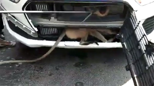 ರಸ್ತೆ ದಾಟಲು ಹೋಗಿ ಕಾರಿನ ಬ್ಯಾನೆಟ್‌ನಲ್ಲಿ ಸಿಲುಕಿದ ಮಂಗ ಪಾರಾಗಿದ್ದೇ ಪವಾಡ...!