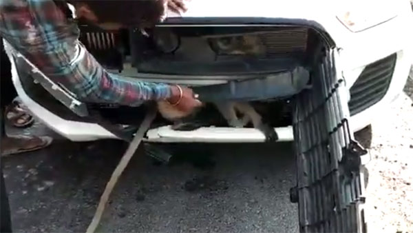 ರಸ್ತೆ ದಾಟಲು ಹೋಗಿ ಕಾರಿನ ಬ್ಯಾನೆಟ್‌ನಲ್ಲಿ ಸಿಲುಕಿದ ಮಂಗ ಪಾರಾಗಿದ್ದೇ ಪವಾಡ...!