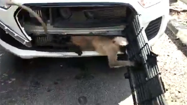 ರಸ್ತೆ ದಾಟಲು ಹೋಗಿ ಕಾರಿನ ಬ್ಯಾನೆಟ್‌ನಲ್ಲಿ ಸಿಲುಕಿದ ಮಂಗ ಪಾರಾಗಿದ್ದೇ ಪವಾಡ...!