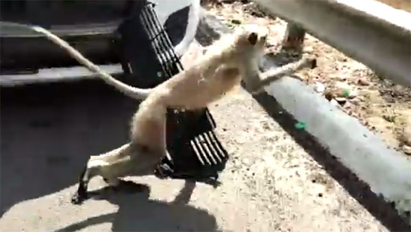 ರಸ್ತೆ ದಾಟಲು ಹೋಗಿ ಕಾರಿನ ಬ್ಯಾನೆಟ್‌ನಲ್ಲಿ ಸಿಲುಕಿದ ಮಂಗ ಪಾರಾಗಿದ್ದೇ ಪವಾಡ...!