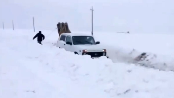 ವೈರಲ್ ವಿಡಿಯೋ: ಕ್ಯಾಮೆಲ್ ಪವರ್ ಮುಂದೆ ಕಾರಿನ ಹಾರ್ಸ್ ಪವರ್ ಬಚ್ಚಾ..!