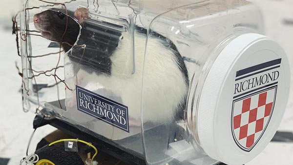 ಲ್ಯಾಬ್‍‍ನಲ್ಲಿದ್ದ ಮೂಷಿಕ ಮಾಡಿದ್ದೇನು ಗೊತ್ತಾ?