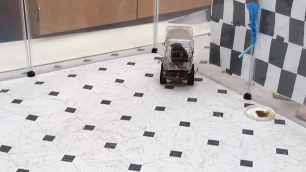 ಲ್ಯಾಬ್‍‍ನಲ್ಲಿದ್ದ ಮೂಷಿಕ ಮಾಡಿದ್ದೇನು ಗೊತ್ತಾ?