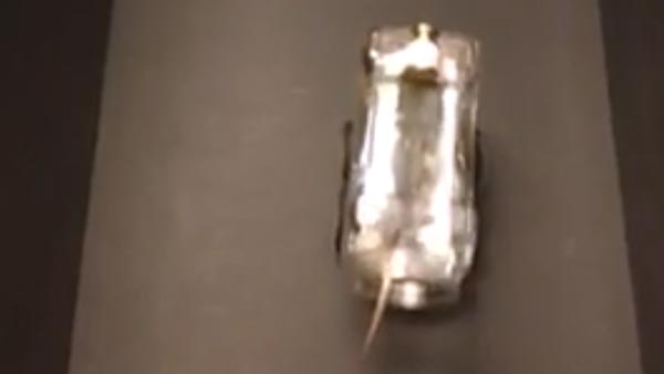 ಲ್ಯಾಬ್‍‍ನಲ್ಲಿದ್ದ ಮೂಷಿಕ ಮಾಡಿದ್ದೇನು ಗೊತ್ತಾ?