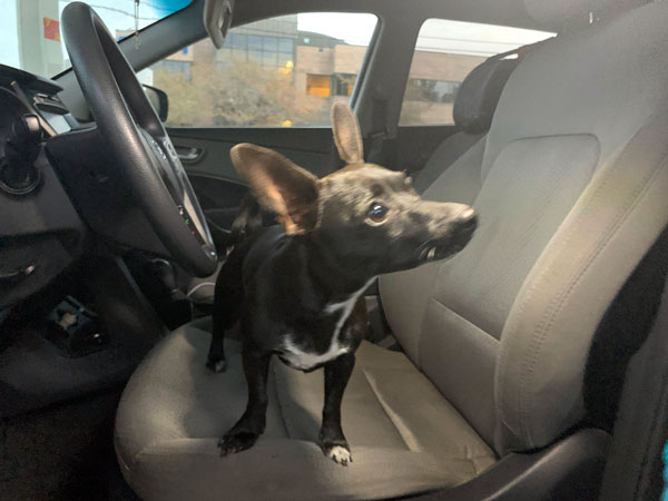 ರಿವರ್ಸ್ ಗೇರ್‍‍ನಲ್ಲಿ ಹಿಂದಕ್ಕೆ ಚಲಿಸಿದ ಎಸ್‍‍ಯುವಿ ಕಾರಣವೇನು ಗೊತ್ತಾ?