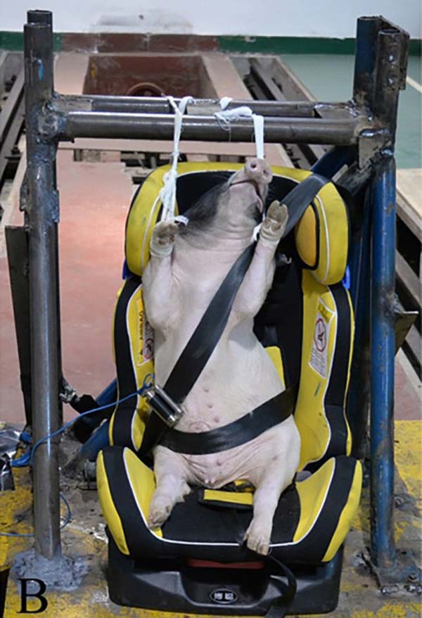 ಕ್ರಾಶ್ ಟೆಸ್ಟ್ ಗಾಗಿ ಚೀನಿ ಸಂಶೋಧಕರು ಮಾಡಿದ್ದೇನು ಗೊತ್ತಾ?