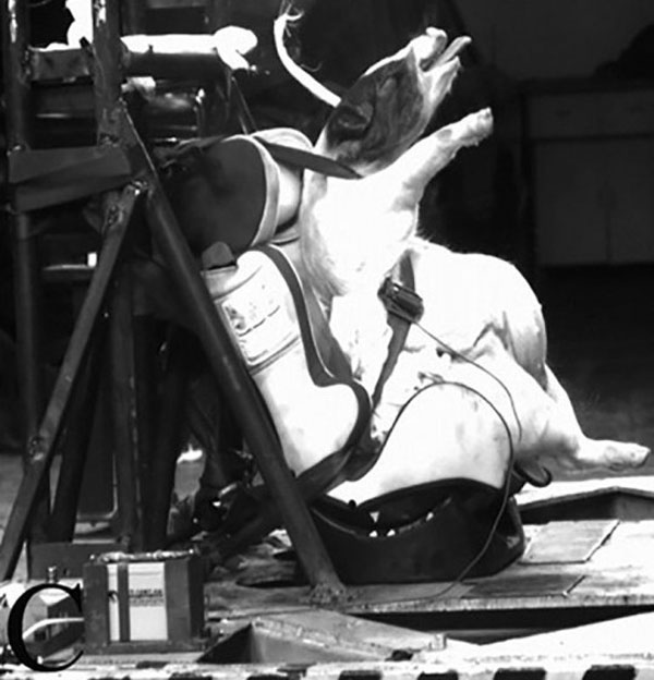 ಕ್ರಾಶ್ ಟೆಸ್ಟ್ ಗಾಗಿ ಚೀನಿ ಸಂಶೋಧಕರು ಮಾಡಿದ್ದೇನು ಗೊತ್ತಾ?