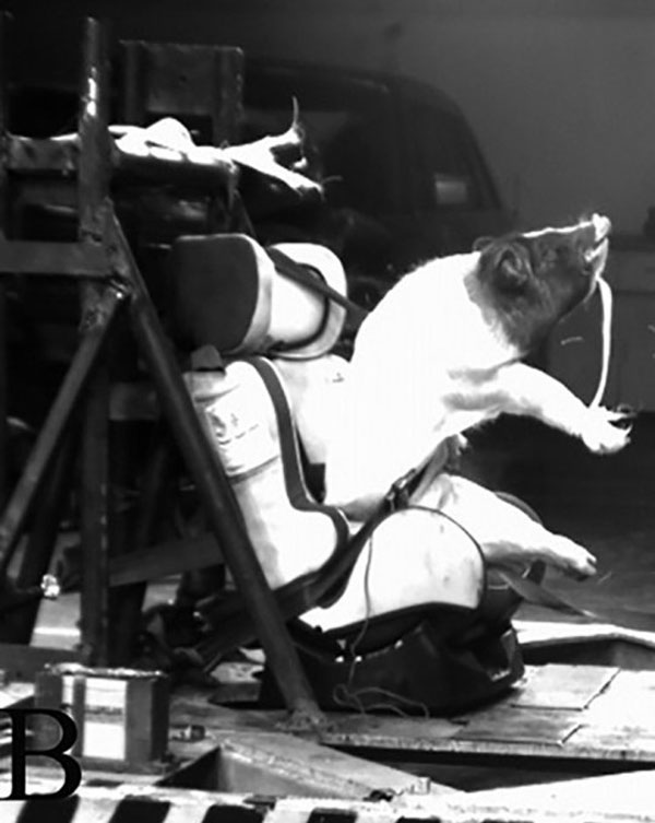 ಕ್ರಾಶ್ ಟೆಸ್ಟ್ ಗಾಗಿ ಚೀನಿ ಸಂಶೋಧಕರು ಮಾಡಿದ್ದೇನು ಗೊತ್ತಾ?