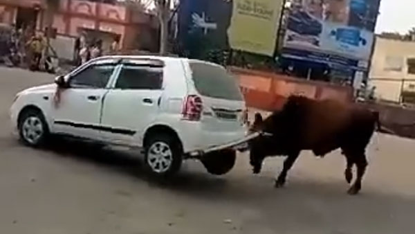 ರೊಚ್ಚಿಗೆದ್ದ ಗೂಳಿ ಆರ್ಭಟಕ್ಕೆ ಪುಡಿಪುಡಿಯಾದ ಮಾರುತಿ ಆಲ್ಟೋ ಕೆ10