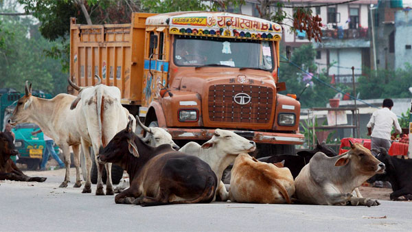 ಭಾರತದ ರಸ್ತೆಗಳಲ್ಲಿ ಇವೆಲ್ಲಾ ಕಾಮನ್..!