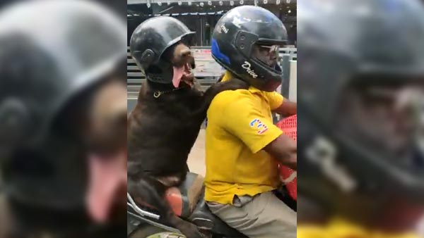 ನಾಯಿಗೂ ಹೆಲ್ಮೆಟ್ ಹಾಕಿದ ಬೈಕ್ ಸವಾರ..!