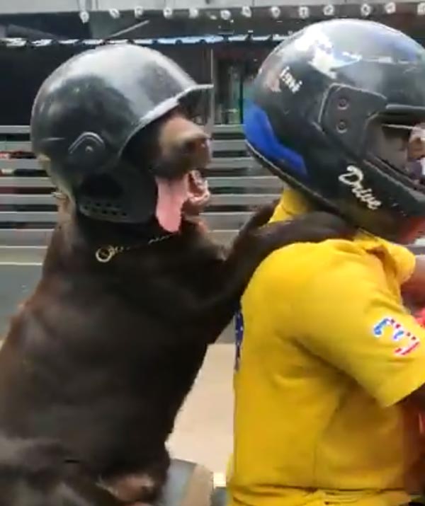 ನಾಯಿಗೂ ಹೆಲ್ಮೆಟ್ ಹಾಕಿದ ಬೈಕ್ ಸವಾರ..!