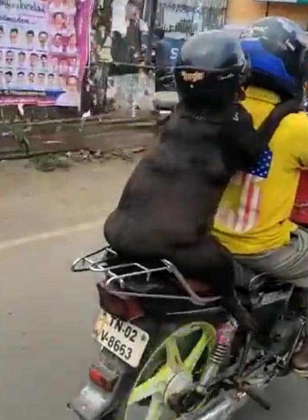 ನಾಯಿಗೂ ಹೆಲ್ಮೆಟ್ ಹಾಕಿದ ಬೈಕ್ ಸವಾರ..!