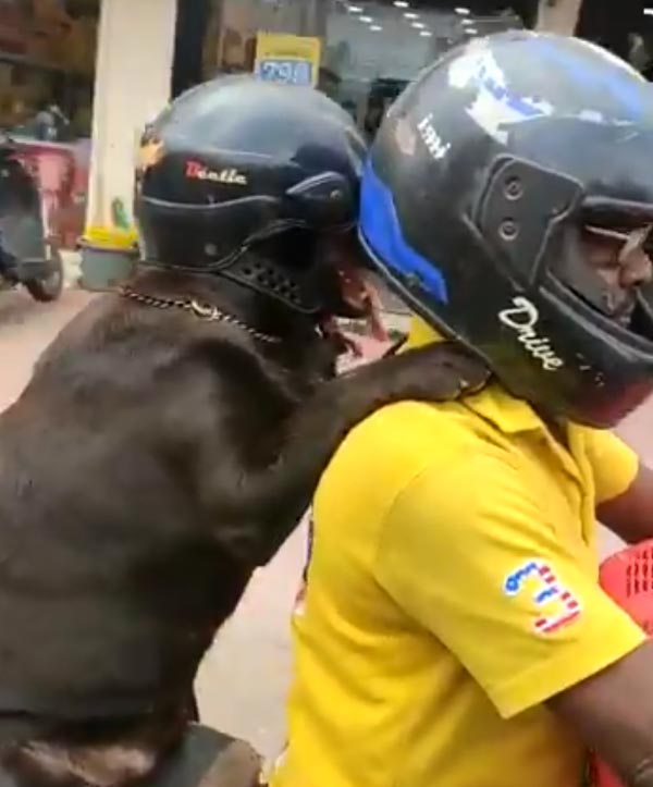 ನಾಯಿಗೂ ಹೆಲ್ಮೆಟ್ ಹಾಕಿದ ಬೈಕ್ ಸವಾರ..!
