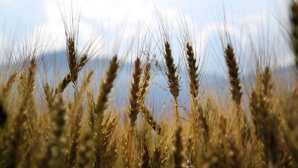 ಭಾರತಕ್ಕೆ ಕಾಲಿಟ್ಟ ಮೊಟ್ಟ ಮೊದಲ ಎಲೆಕ್ಟ್ರಿಕ್ ಟ್ರ್ಯಾಕ್ಟರ್