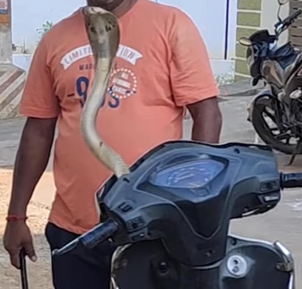 ಸ್ಕೂಟರ್ ಹೆಡ್‌ಲ್ಯಾಂಪ್‌ನಲ್ಲಿದ್ದ ಹಾವು ಹೊರಬಂದಿದ್ದು ಹೇಗೆ ಗೊತ್ತಾ?