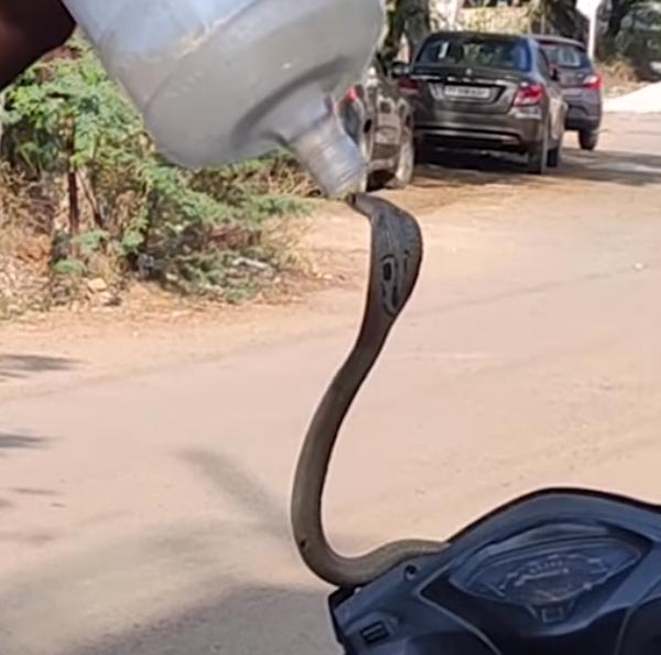 ಸ್ಕೂಟರ್ ಹೆಡ್‌ಲ್ಯಾಂಪ್‌ನಲ್ಲಿದ್ದ ಹಾವು ಹೊರಬಂದಿದ್ದು ಹೇಗೆ ಗೊತ್ತಾ?