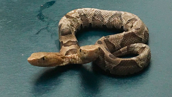 ಎಣ್ಣೆ ಮತ್ತಿನಲ್ಲಿ ಸ್ನ್ಯಾಕ್ಸ್ ಬದಲು ಸ್ನೇಕ್ ತಿಂದ ಭೂಪ..! 