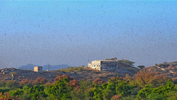 ಮಿಡತೆ ದಾಳಿ ಎದುರಿಸಲು ಬರಲಿವೆ 100 ಹೊಸ ವಾಹನಗಳು