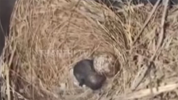 ಗುಬ್ಬಚ್ಚಿ ಗೂಡಿನ ಕಾರಣಕ್ಕೆ ಸ್ಕೂಟರ್ ಮುಟ್ಟದ ವಕೀಲ