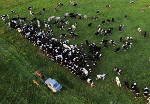ಕುದುರೆ ಎಳೆಯುವ ಗಾಡಿಯಾಗಿ ಬದಲಾದ ಆಡಿ ಕಾರು