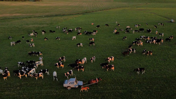 ಕುದುರೆ ಎಳೆಯುವ ಗಾಡಿಯಾಗಿ ಬದಲಾದ ಆಡಿ ಕಾರು
