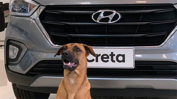 ಬೀದಿ ನಾಯಿಯೇ ಈ ಶೋರೂಂನ ರಿಸೆಪ್ಶನಿಸ್ಟ್