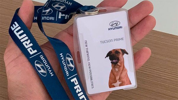 ಬೀದಿ ನಾಯಿಯೇ ಈ ಶೋರೂಂನ ರಿಸೆಪ್ಶನಿಸ್ಟ್