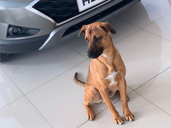 ಬೀದಿ ನಾಯಿಯೇ ಈ ಶೋರೂಂನ ರಿಸೆಪ್ಶನಿಸ್ಟ್