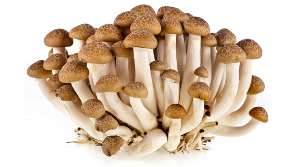 ದೊಡ್ಡ ದೊಡ್ಡ ಕಂಪನಿಗಳೇ ತಲೆ ತಗ್ಗಿಸುವಂತೆ ಮಾಡಿದ ಸಾಮಾನ್ಯ ರೈತ