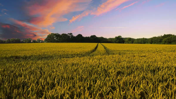 ತಾತನ ಕೃಷಿ ಕಾರ್ಯಕ್ಕೆ ನೆರವಾಗಲು ಹೊಸ ವಾಹನ ಅಭಿವೃದ್ಧಿಪಡಿಸಿದ ಶಾಲಾ ಬಾಲಕ