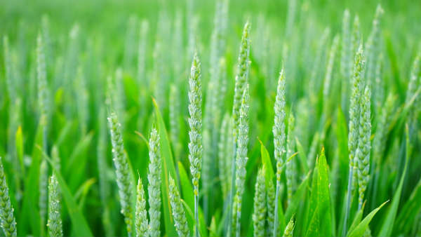 ತಾತನ ಕೃಷಿ ಕಾರ್ಯಕ್ಕೆ ನೆರವಾಗಲು ಹೊಸ ವಾಹನ ಅಭಿವೃದ್ಧಿಪಡಿಸಿದ ಶಾಲಾ ಬಾಲಕ