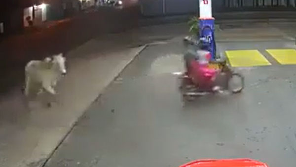 ರೊಚ್ಚಿಗೆದ್ದ ಪ್ರಾಣಿ ದಾಳಿಯಿಂದ ಪಾರಾದ ಬೈಕ್ ಸವಾರರು