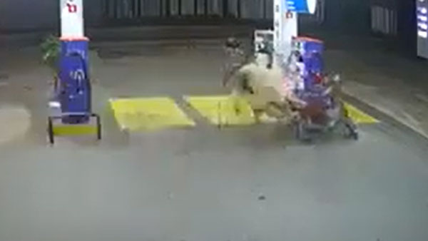 ರೊಚ್ಚಿಗೆದ್ದ ಪ್ರಾಣಿ ದಾಳಿಯಿಂದ ಪಾರಾದ ಬೈಕ್ ಸವಾರರು