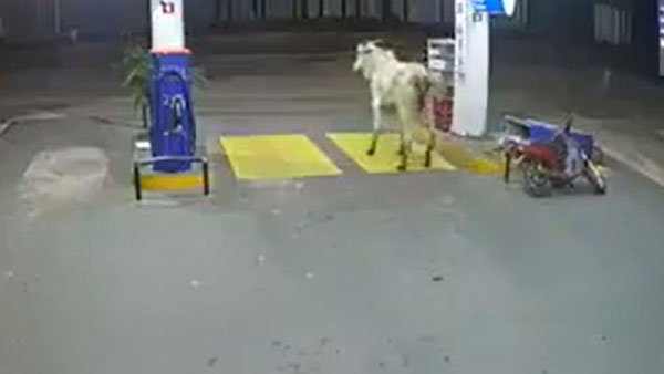 ರೊಚ್ಚಿಗೆದ್ದ ಪ್ರಾಣಿ ದಾಳಿಯಿಂದ ಪಾರಾದ ಬೈಕ್ ಸವಾರರು