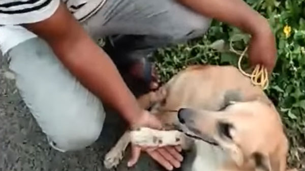 ನಾಯಿಯನ್ನು ಕಾರಿಗೆ ಕಟ್ಟಿ ಸುಮಾರು 2 ಕಿ.ಮೀ ಎಳೆದೊಯ್ದ ದುಷ್ಟ