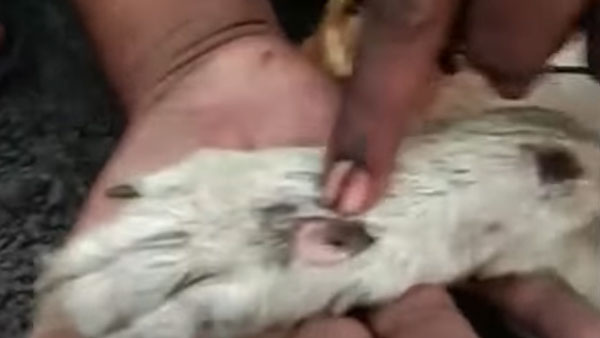 ನಾಯಿಯನ್ನು ಕಾರಿಗೆ ಕಟ್ಟಿ ಸುಮಾರು 2 ಕಿ.ಮೀ ಎಳೆದೊಯ್ದ ದುಷ್ಟ