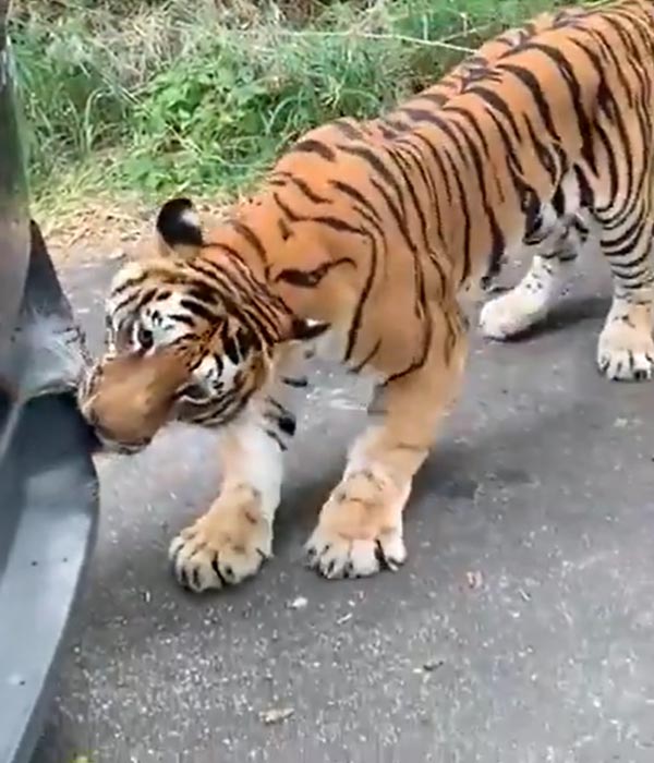 ಭಾರೀ ಗಾತ್ರದ ಎಸ್‌ಯುವಿಯನ್ನು ಬಾಯಿಂದ ಹಿಂದಕ್ಕೆಳೆದ ಹುಲಿ