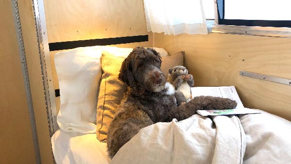 ಸಾಕು ಪ್ರಾಣಿಗಳಿಗೆ ಐಷಾರಾಮಿ ಸೌಲಭ್ಯಗಳನ್ನು ನೀಡುತ್ತದೆ ಬೌಲಸ್ ಕಂಪನಿಯ ಈ ವಾಹನ