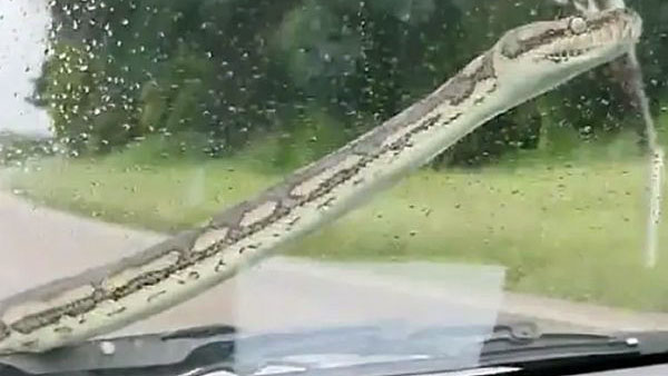 ಜಾಲಿ ರೈಡ್ ಹೋಗುತ್ತಿದ್ದ ದಂಪತಿಗಳ ಕಾರಿನ ಮೇಲೆ ಬಂದ ಅನಿರೀಕ್ಷಿತ ಅತಿಥಿ ಜಾಲಿ ರೈಡ್ ಹೋಗುತ್ತಿದ್ದ ದಂಪತಿಗಳ ಕಾರಿನ ಮೇಲೆ ಬಂದ ಅನಿರೀಕ್ಷಿತ ಅತಿಥಿ