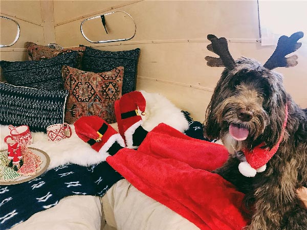 ಸಾಕು ಪ್ರಾಣಿಗಳಿಗೆ ಐಷಾರಾಮಿ ಸೌಲಭ್ಯಗಳನ್ನು ನೀಡುತ್ತದೆ ಬೌಲಸ್ ಕಂಪನಿಯ ಈ ವಾಹನ