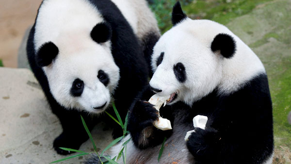 ಮುದ್ದಿನ ಪಾಂಡಾದೊಂದಿಗೆ ಕೆಲಸದ ಕೊನೆಯ ದಿನವನ್ನು ಸ್ಮರಣೀಯವಾಗಿಸಿಕೊಂಡ ಡೆಲಿವರಿ ಬಾಯ್