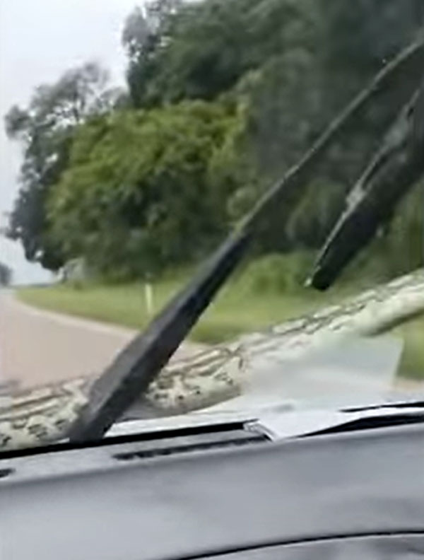 ಜಾಲಿ ರೈಡ್ ಹೋಗುತ್ತಿದ್ದ ದಂಪತಿಗಳ ಕಾರಿನ ಮೇಲೆ ಬಂದ ಅನಿರೀಕ್ಷಿತ ಅತಿಥಿ ಜಾಲಿ ರೈಡ್ ಹೋಗುತ್ತಿದ್ದ ದಂಪತಿಗಳ ಕಾರಿನ ಮೇಲೆ ಬಂದ ಅನಿರೀಕ್ಷಿತ ಅತಿಥಿ