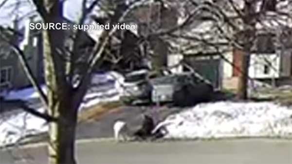 ಕುಸಿದು ಬಿದ್ದ ಯಜಮಾನಿಯ ನೆರವಿಗೆ ಧಾವಿಸಿದ ಸಾಕು ನಾಯಿ