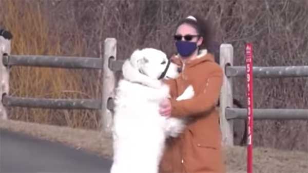 ಕುಸಿದು ಬಿದ್ದ ಯಜಮಾನಿಯ ನೆರವಿಗೆ ಧಾವಿಸಿದ ಸಾಕು ನಾಯಿ
