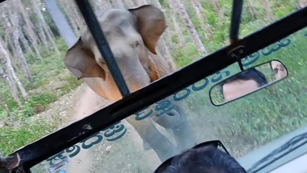 ಸಫಾರಿ ಜೀಪನ್ನು ಅಟ್ಟಾಡಿಸಿದ ಕಾಡಾನೆಗಳು, ಚಾಲಕನ ಸಮಯಪ್ರಜ್ಞೆಯಿಂದ ಪಾರಾದ ಪ್ರವಾಸಿಗರು