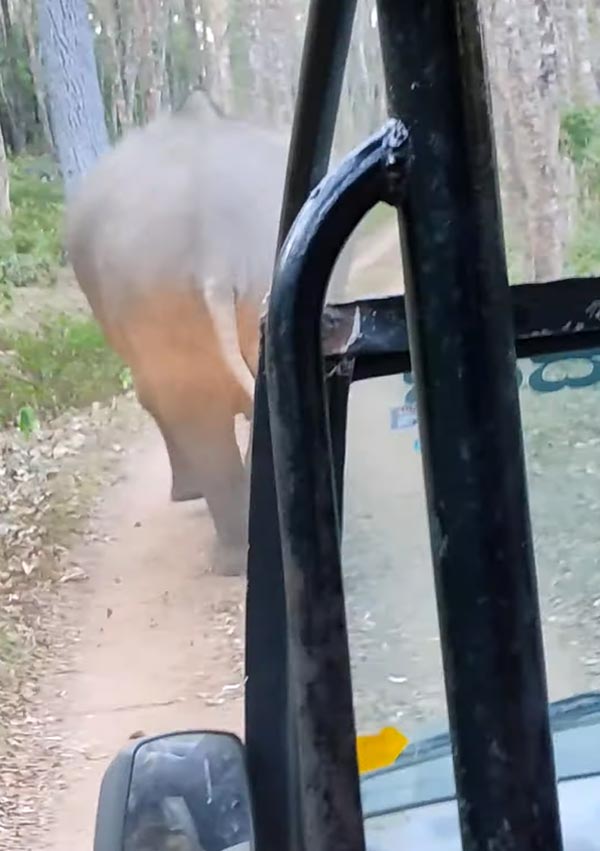 ಸಫಾರಿ ಜೀಪನ್ನು ಅಟ್ಟಾಡಿಸಿದ ಕಾಡಾನೆಗಳು, ಚಾಲಕನ ಸಮಯಪ್ರಜ್ಞೆಯಿಂದ ಪಾರಾದ ಪ್ರವಾಸಿಗರು